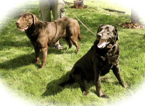 Leo & Roxie