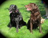 Leo & Roxie