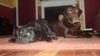 Leo & Roxie