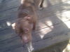 Addie