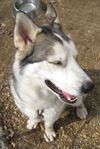 Scout
