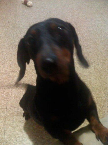 Toby