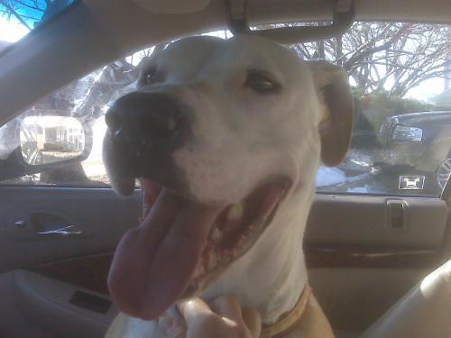 Petey
