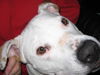 Petey