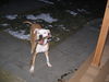 Petey