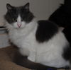Fluffy