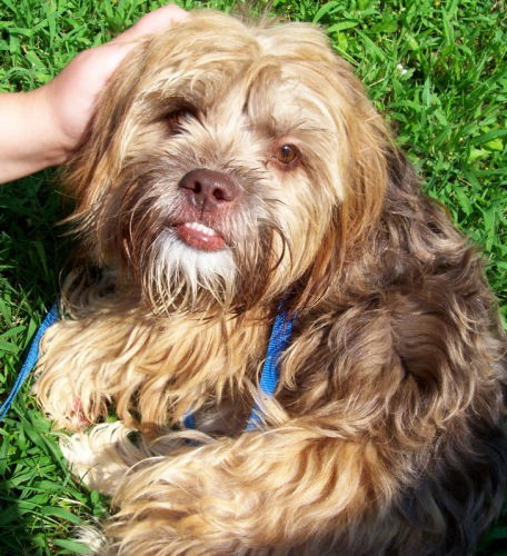 Gizmo