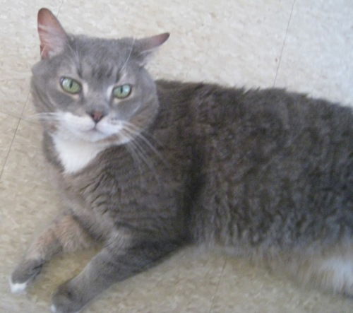 Oz