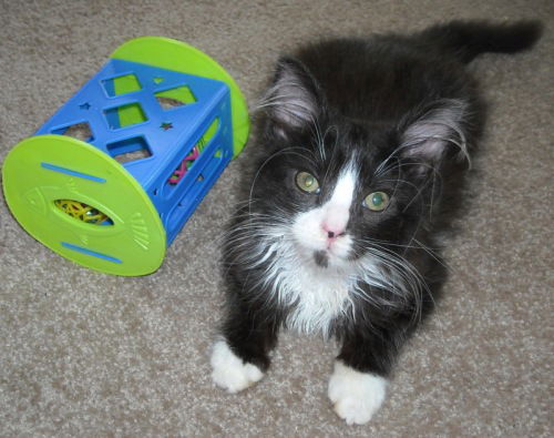 Alfie-Kitten