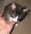Alfie-Kitten
