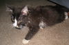 Alfie-Kitten