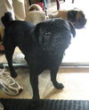 Diesel & Dozer