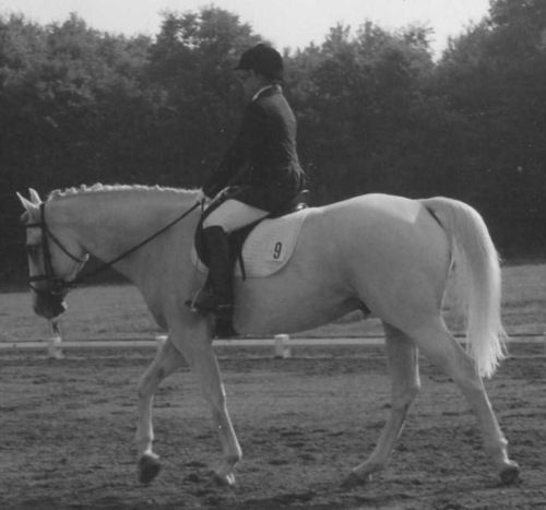 Horse