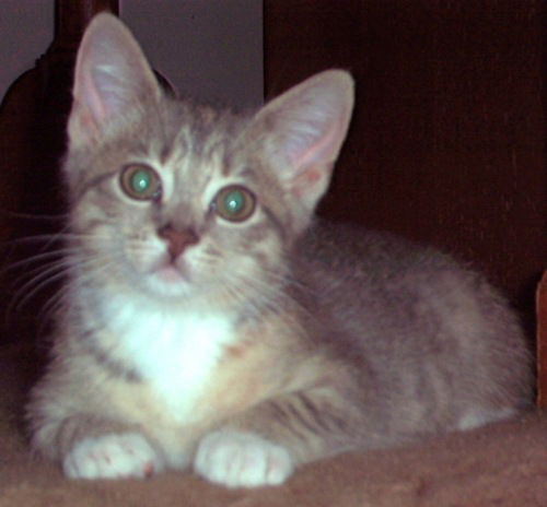 Pippin-Kitten