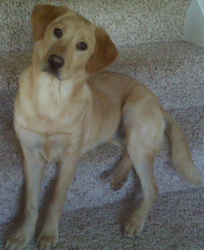 Kipper