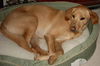 Kipper