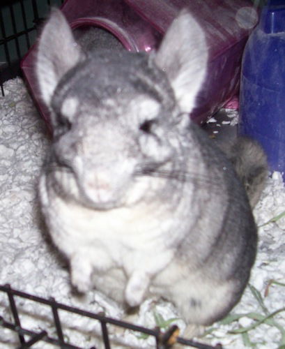 Chinchillas