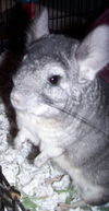 Chinchillas