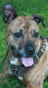 Sheena