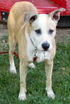 Dottie