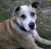 Dottie