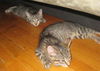 Little Silver