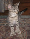 Little Silver