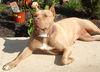 Shelia