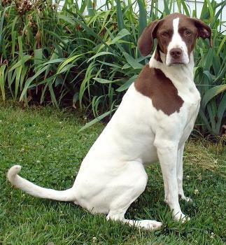 Lilly