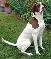 Lilly