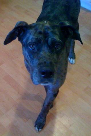 Diesel
