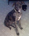 Diesel