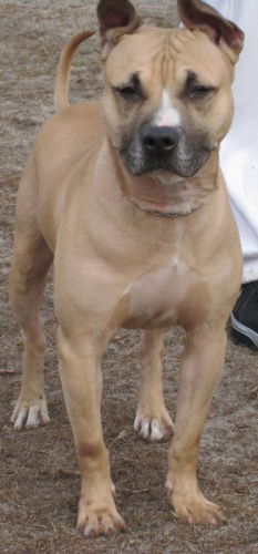 Dutchie Boy