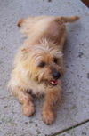 Graham