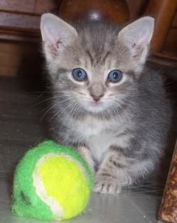Kittens-2