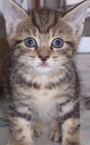Kittens-2