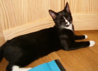 Kittens- Tux & Gre
