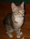 Kittens- Tux & Gre