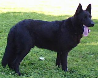 Ace R.I.P.