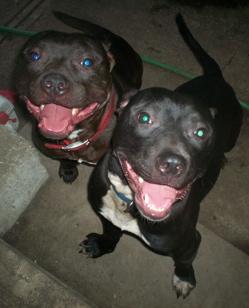 Apl & Wil
