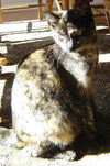 Gracie