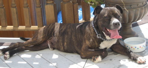 Koby- R.I.P.