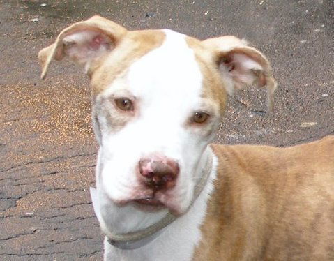 Rocko