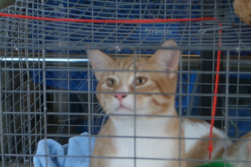 Kittens Alvin and