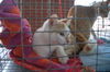 Kittens Alvin and
