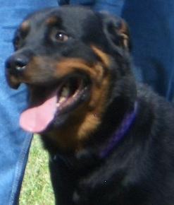 Piper