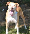 Roxi