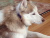 Skye