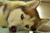 Skye