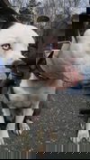 Thomas